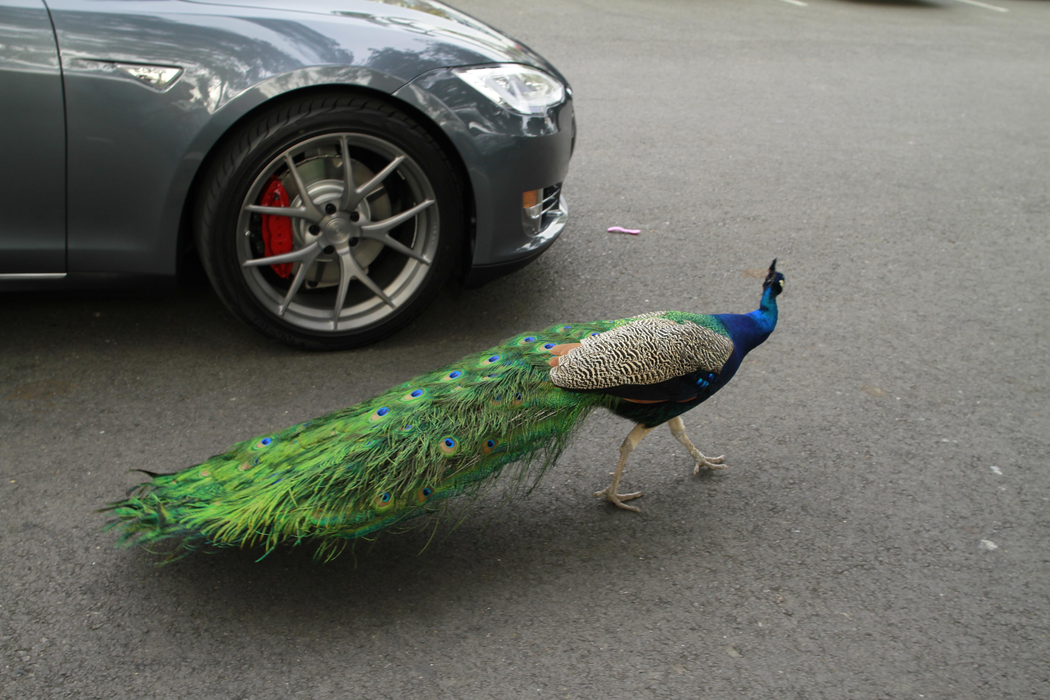 photo 1 Tesla Model S custom wheels MORR VS5.2 19x, ET , tire size X R19. x ET 